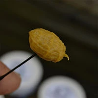 Enterprise Pop Up Tiger Nuts